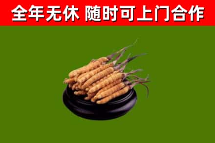 阳曲县回收冬虫夏草