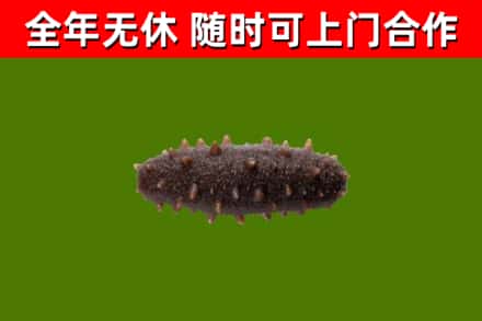 阳曲县回收海参干